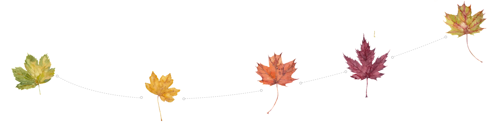 Sycamore leaves showing seasonal color transitions